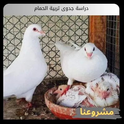 دراسة جدوى تربية الحمام
