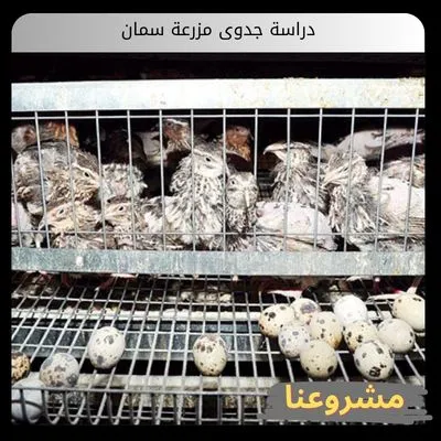 دراسة جدوى مزرعة سمان