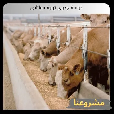 دراسة جدوى تربية مواشي