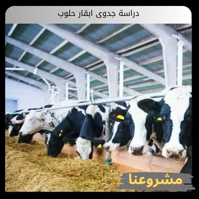 دراسة جدوى ابقار حلوب