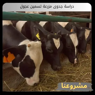 دراسة جدوى مزرعة تسمين عجول