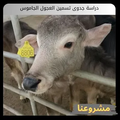 دراسة جدوى تسمين العجول الجاموس