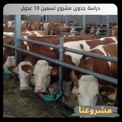 دراسة جدوى مشروع تسمين 10 عجول