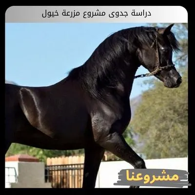 دراسة جدوى مشروع مزرعة خيول