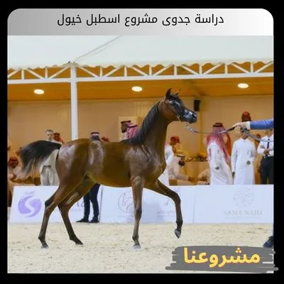 دراسة جدوى مشروع اسطبل خيول