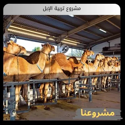 مشروع تربية الإبل