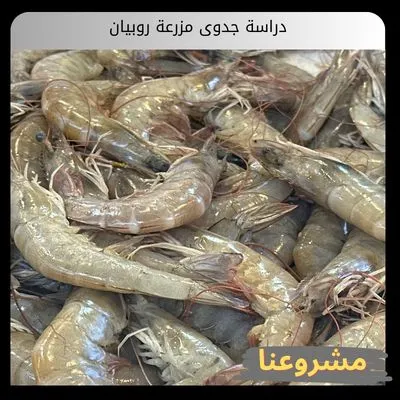 دراسة جدوى مزرعة روبيان