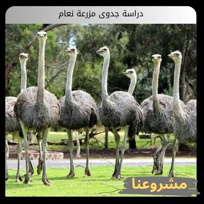 دراسة جدوى مزرعة نعام