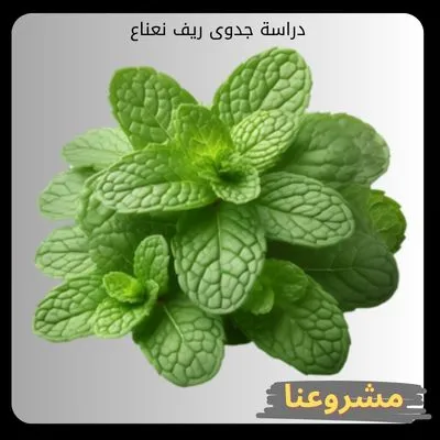 دراسة جدوى ريف نعناع