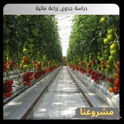 دراسة جدوى زراعة مائية