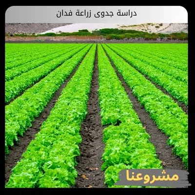 دراسة جدوى زراعة فدان