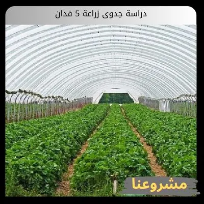 دراسة جدوى زراعة 5 فدان