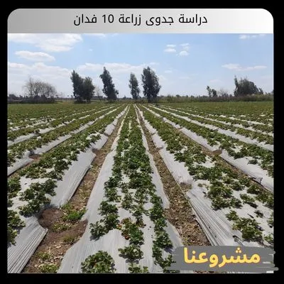دراسة جدوى زراعة 10 فدان