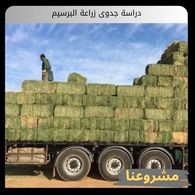 دراسة جدوى زراعة البرسيم