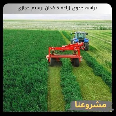 دراسة جدوى زراعة 5 فدان برسيم حجازي | دليل المشروع وتكاليفه وأرباحه ومتطلباته دراسة جدوى زراعة 5 فدان برسيم حجازي