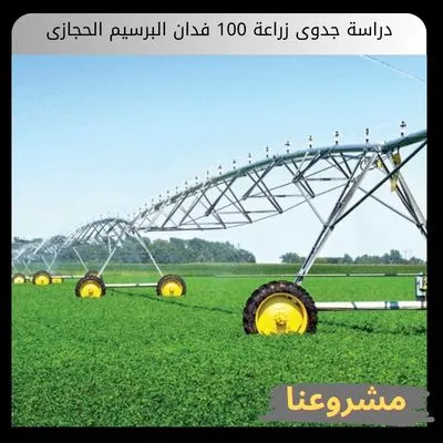 دراسة جدوى زراعة 100 فدان البرسيم الحجازى