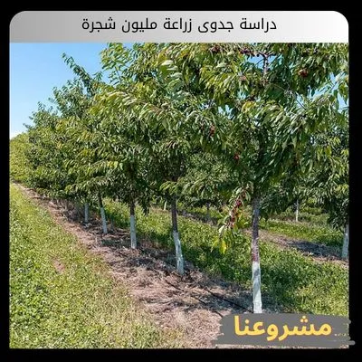 دراسة جدوى زراعة مليون شجرة