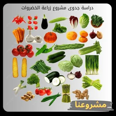 دراسة جدوى مشروع زراعة الخضروات