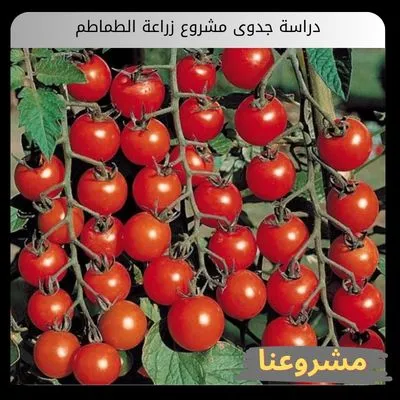 دراسة جدوى مشروع زراعة الطماطم