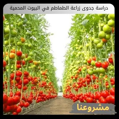 دراسة جدوى زراعة الطماطم في البيوت المحمية