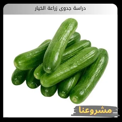 دراسة جدوى زراعة الخيار