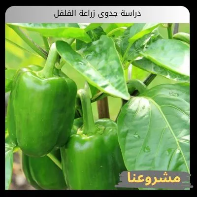 دراسة جدوى زراعة الفلفل