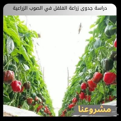 دراسة جدوى زراعة الفلفل في الصوب الزراعية