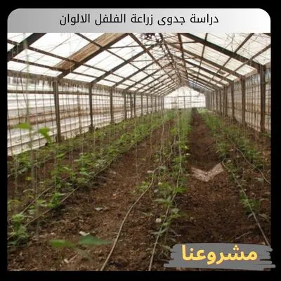 دراسة جدوى زراعة الفلفل الالوان
