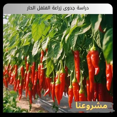 دراسة جدوى زراعة الفلفل الحار