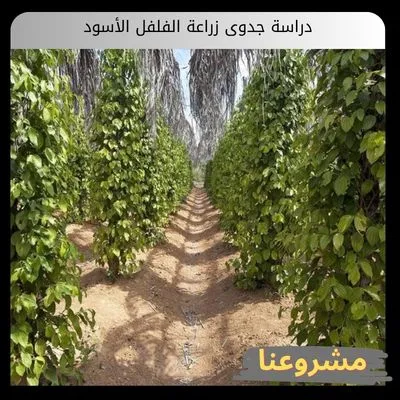 دراسة جدوى زراعة الفلفل الأسود