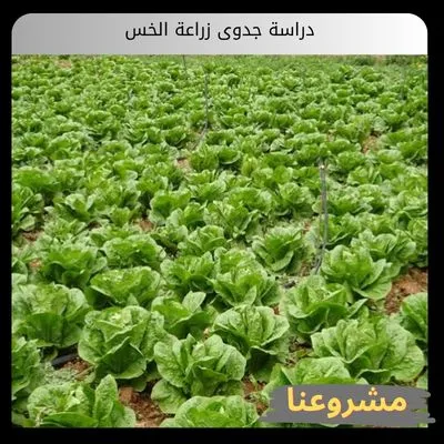 دراسة جدوى زراعة الخس