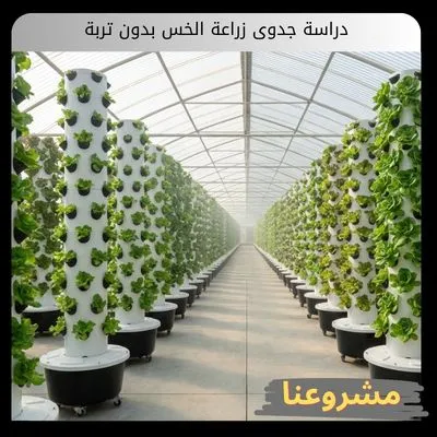 دراسة جدوى زراعة الخس بدون تربة