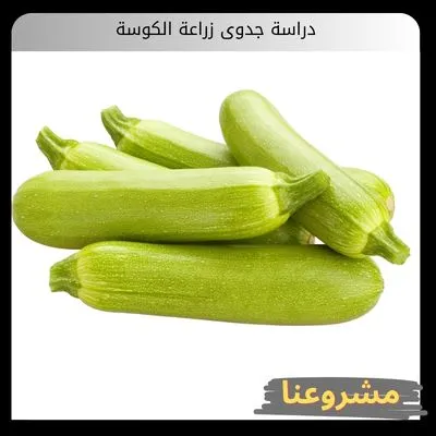 دراسة جدوى زراعة الكوسة