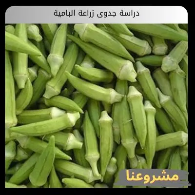 دراسة جدوى زراعة البامية