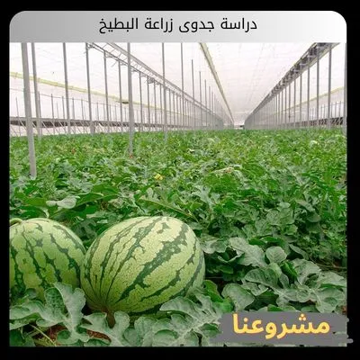 دراسة جدوى زراعة البطيخ