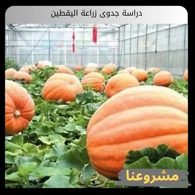 دراسة جدوى زراعة اليقطين