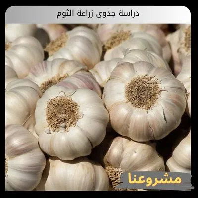 دراسة جدوى زراعة الثوم دراسة جدوى زراعة الثوم
