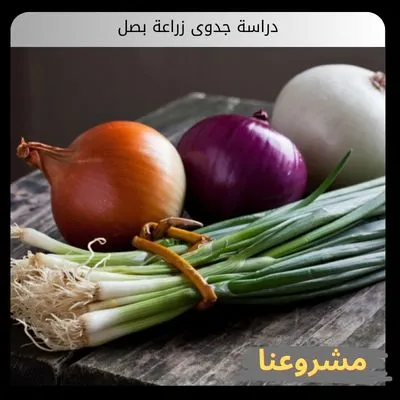 دراسة جدوى زراعة بصل | دليل الهندسة الاستثمارية والإنتاج التجاري المتطور دراسة جدوى زراعة بصل