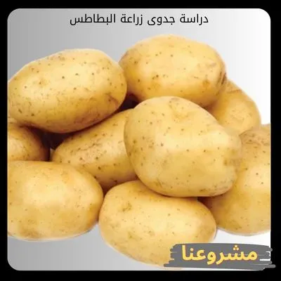 دراسة جدوى زراعة البطاطس | دليل الهندسة الاستثمارية والإنتاج التجاري المتطور دراسة جدوى زراعة البطاطس