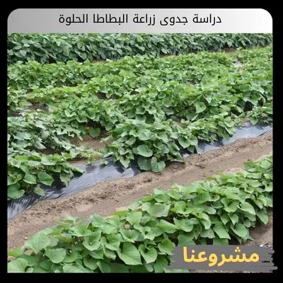 دراسة جدوى زراعة البطاطا الحلوة دراسة جدوى زراعة البطاطا الحلوة