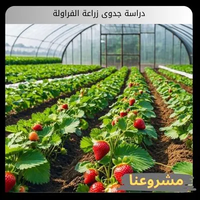 دراسة جدوى زراعة الفراولة | دليل التأسيس الفني والتخطيط المالي للمشروعات الكثيفة دراسة جدوى زراعة الفراولة