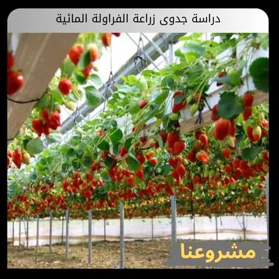 دراسة جدوى زراعة الفراولة المائية