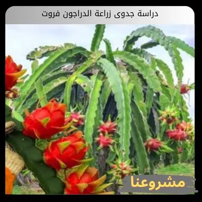 دراسة جدوى زراعة الدراجون فروت دراسة جدوى زراعة الدراجون فروت