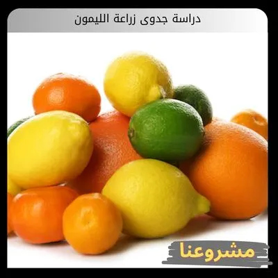 دراسة جدوى زراعة الليمون