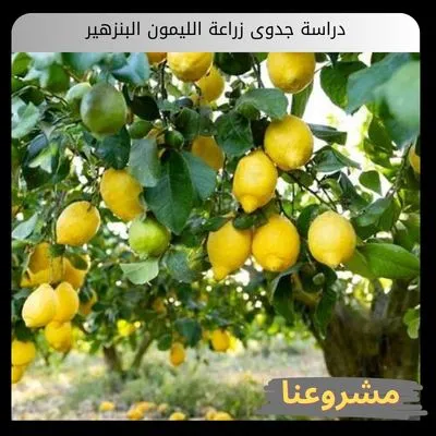 دراسة جدوى زراعة الليمون البنزهير دراسة جدوى زراعة الليمون البنزهير