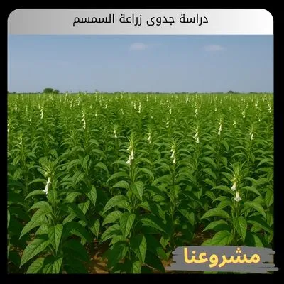 دراسة جدوى زراعة السمسم