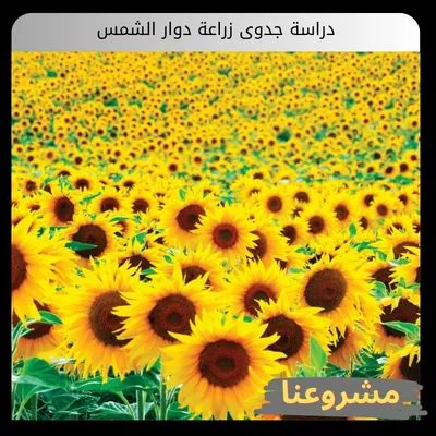 دراسة جدوى زراعة دوار الشمس دراسة جدوى زراعة دوار الشمس