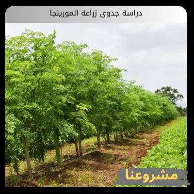 دراسة جدوى زراعة المورينجا دراسة جدوى زراعة المورينجا