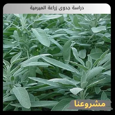 دراسة جدوى زراعة الميرمية دراسة جدوى زراعة الميرمية