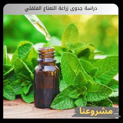 دراسة جدوى زراعة النعناع الفلفلي | الدليل الإنتاجي والهندسي للمنشآت العطرية والتجفيف الصناعي دراسة جدوى زراعة النعناع الفلفلي